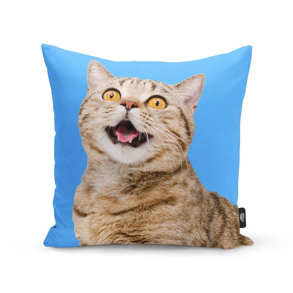 Pillow of your outlet cat